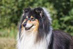 Langhaarcollie