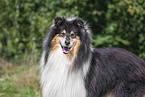 Langhaarcollie