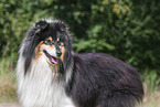 Langhaarcollie