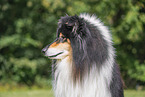 Langhaarcollie