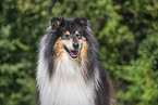 Langhaarcollie