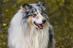 Langhaarcollie