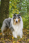 Langhaarcollie