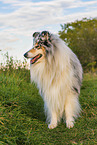 Langhaarcollie