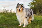 Langhaarcollie