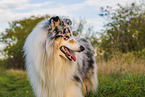 Langhaarcollie