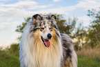 Langhaarcollie