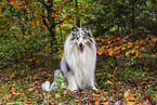 Langhaarcollie