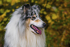 Langhaarcollie