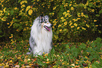 Langhaarcollie