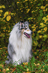 Langhaarcollie
