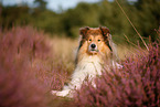 Langhaarcollie