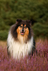 Langhaarcollie
