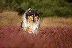 Langhaarcollie