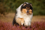 Langhaarcollie