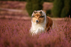 Langhaarcollie