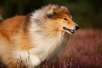 Langhaarcollie