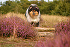 Langhaarcollie