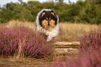 Langhaarcollie