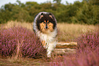 Langhaarcollie