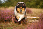 Langhaarcollie