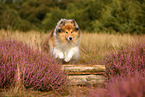 Langhaarcollie