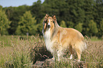 Langhaarcollie