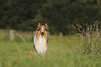 Langhaarcollie