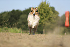 Langhaarcollie