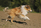 Langhaarcollie