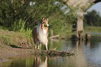 Langhaarcollie