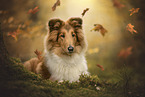 Langhaarcollie