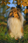 Lannghaarcollie