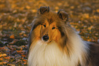 Lannghaarcollie