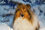 Langhaarcollie im Winter