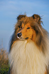 Lannghaarcollie