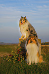 Lannghaarcollie