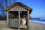 Lannghaarcollie