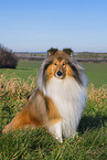 Lannghaarcollie