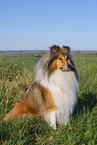 Lannghaarcollie