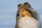 Langhaarcollie im Winter