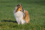 Lannghaarcollie