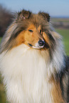 Lannghaarcollie