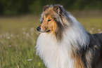 Lannghaarcollie