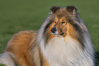 Lannghaarcollie