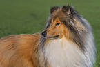 Lannghaarcollie