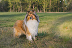Lannghaarcollie