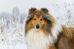 Langhaarcollie im Winter