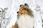 Langhaarcollie im Winter