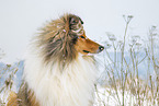 Langhaarcollie im Winter